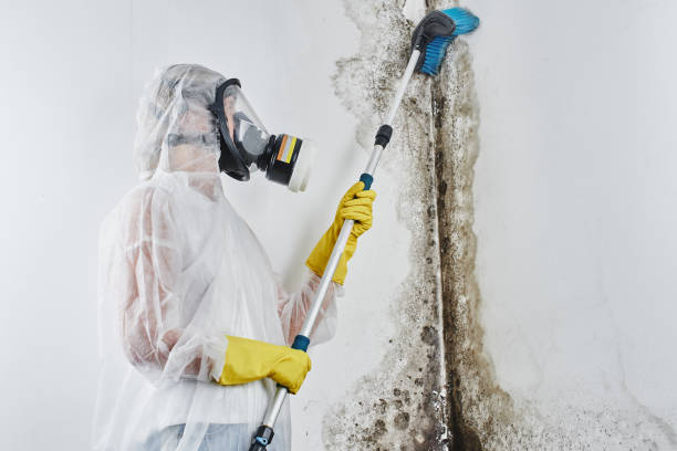 Best Commercial Mold Removal  in Tenaha, TX