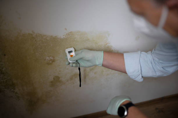 Best Mold Damage Repair  in Tenaha, TX
