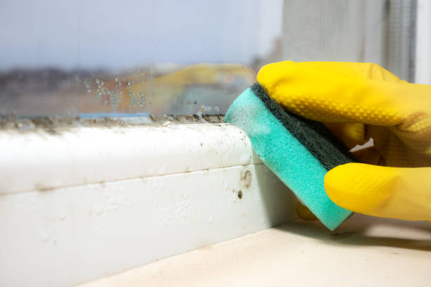 Best Attic Mold Removal  in Tenaha, TX