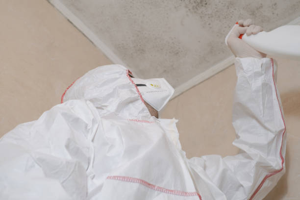 Best Same-Day Mold Removal  in Tenaha, TX