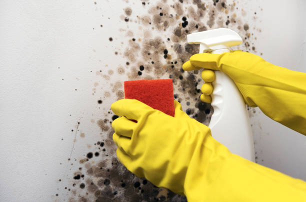 Best Local Mold Removal Service  in Tenaha, TX