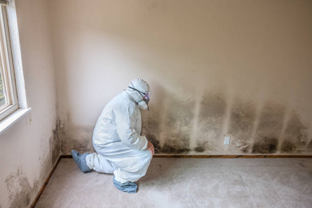 Best Commercial Mold Removal  in Tenaha, TX