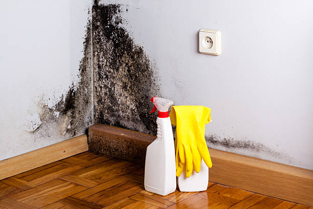 Best Home Mold Removal  in Tenaha, TX